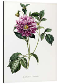 Magnettafel Dahlia Rosea