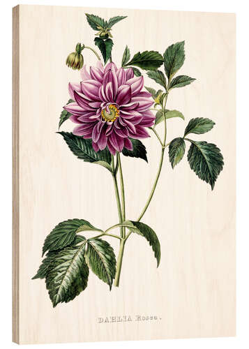 Holzbild Dahlia Rosea