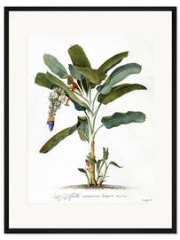 Gerahmter Kunstdruck Musa