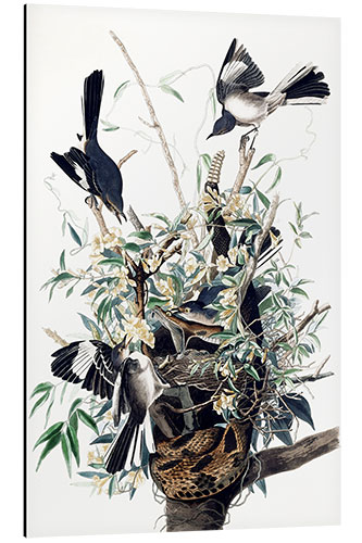 Aluminium print Mockingbirds