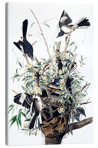 Canvas print Mockingbirds