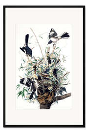 Gerahmter Kunstdruck Spottdrosseln