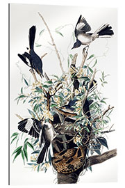 Gallery print Mockingbirds