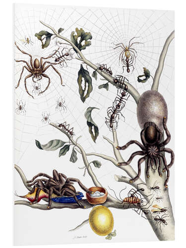 Stampa su PVC Various Arachnids from South America