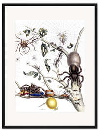 Gerahmter Kunstdruck Verschiedene Arachnids aus Südamerika