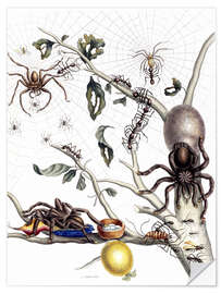 Selvklæbende plakat Various Arachnids from South America