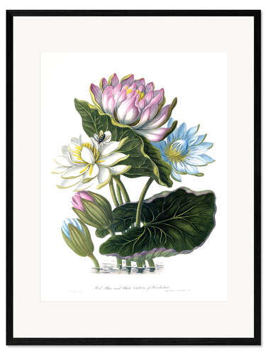 Impresión de arte enmarcada Red, Blue, and White Lotus, of Hindostan