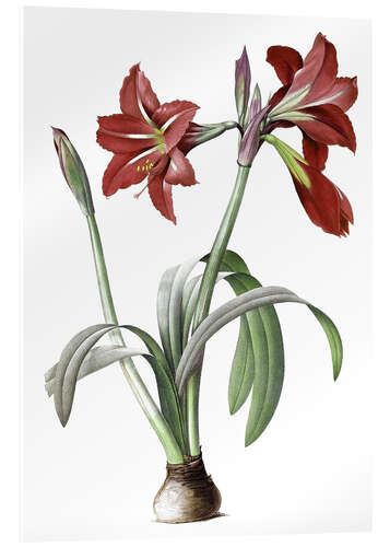 Acrylic print Brazilian Amaryllis