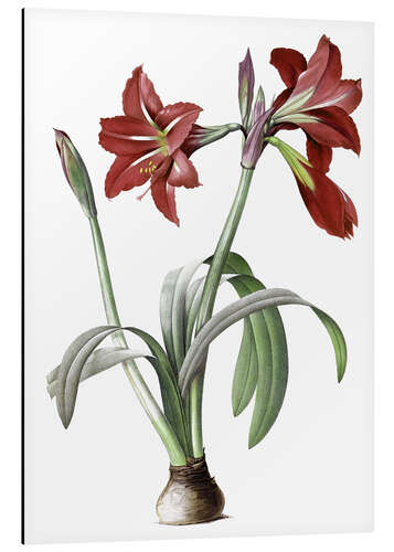 Tableau en aluminium Amaryllis brésilien