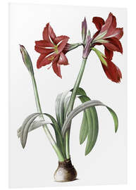 Foam board print Brazilian Amaryllis