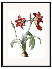 Impressão artística com moldura Amaryllis brasileira