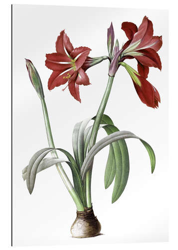 Tableau en plexi-alu Amaryllis brésilien