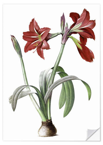 Wall sticker Brazilian Amaryllis