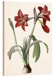 Holzbild Brasilianische Amaryllis