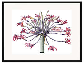 Gerahmter Kunstdruck Amaryllis Josephina