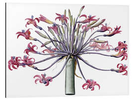 Magnettafel Amaryllis Josephina