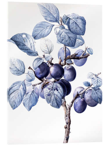 Acrylic print Branch of a plum with fruits