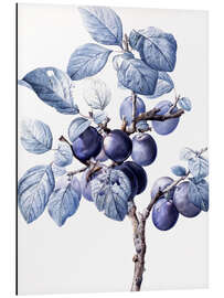 Aluminium print Branch of a plum with fruits