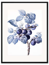 Gerahmter Kunstdruck Zweig einer Pflaume mit Früchten 