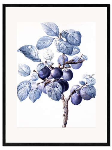 Plakat artystyczny premium w ramie Branch of a plum with fruits