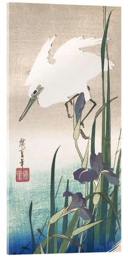 Acrylic print White heron and iris