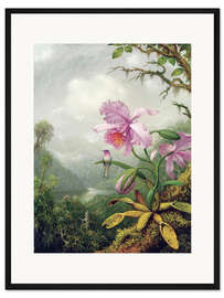 Gerahmter Kunstdruck Kolibri thront auf einer Orchidee