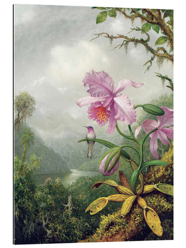 Gallery Print Kolibri thront auf einer Orchidee