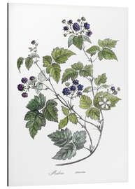 Alubild Rubus caesius