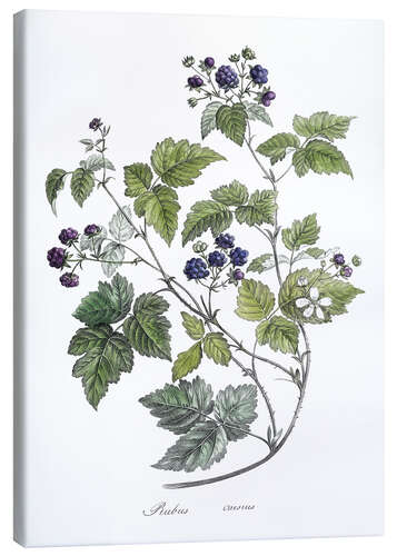 Stampa su tela Rubus caesius