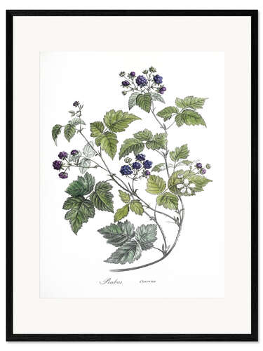 Gerahmter Kunstdruck Rubus caesius