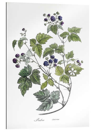 Gallery Print Rubus caesius