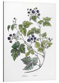 Magnettafel Rubus caesius