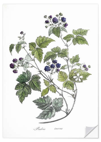 Selvklebende plakat Rubus caesius