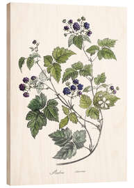 Wood print Rubus caesius