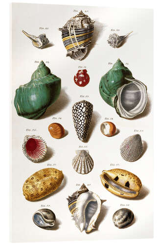 Acrylic print Various seashells