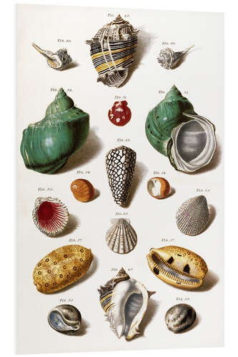 Cuadro de PVC Various seashells