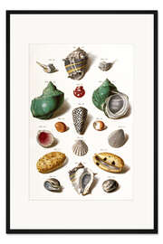Gerahmter Kunstdruck verschiedene Muscheln