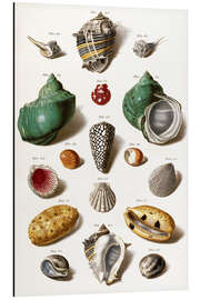 Magnettafel verschiedene Muscheln