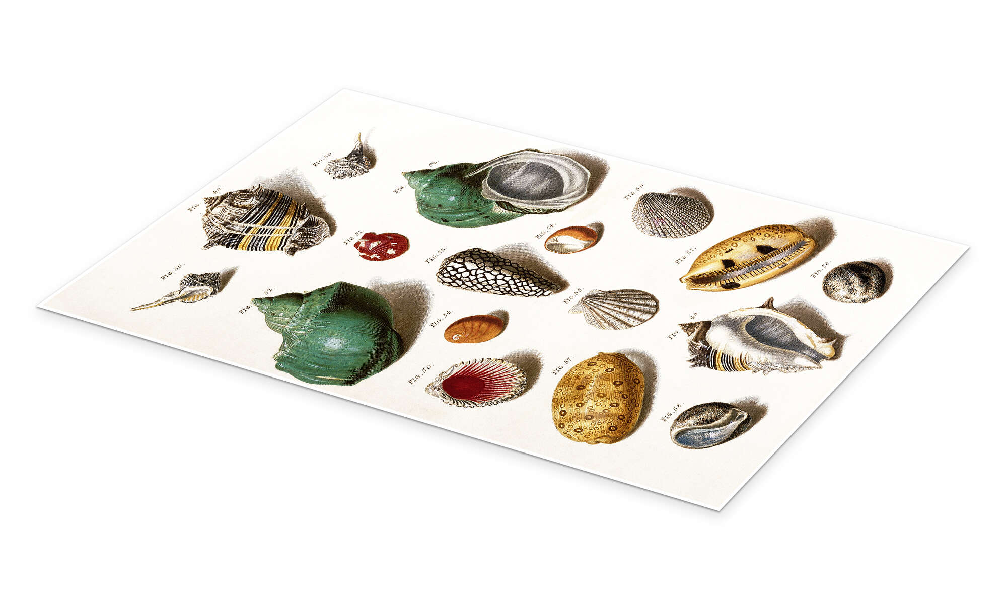 Science Photo Library Poster: Selection Of Sea Shells At Posterloun