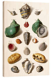 Wood print Various seashells