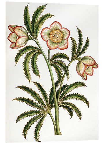 Akryylilasitaulu Black Hellebore
