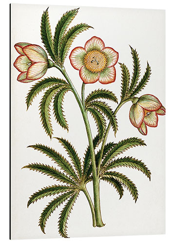 Print på aluminium Black Hellebore
