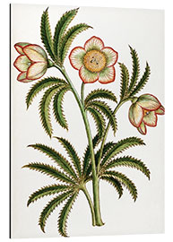 Aluminiumsbilde Black Hellebore
