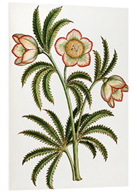 Foam board print Black Hellebore
