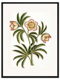 Gerahmter Kunstdruck schwarz Nieswurz