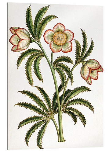 Galleriprint Black Hellebore