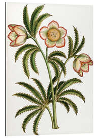 Magnettafel schwarz Nieswurz