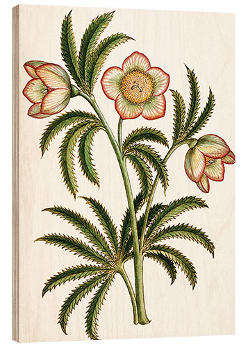 Puutaulu Black Hellebore