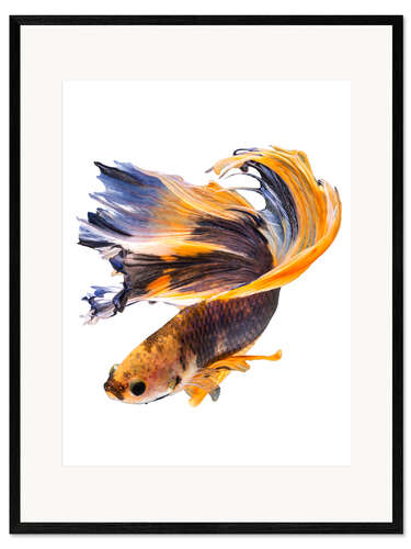 Kunsttryk i ramme Campfish orange and blue