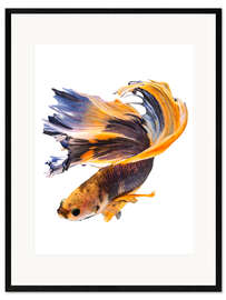Kunsttryk i ramme Campfish orange and blue